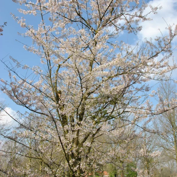 Prunus incisa 'Lotte' – Fuji cherry