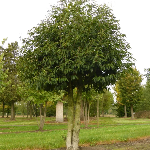 Prunus lusitanica – Laurel, Portugal laurel