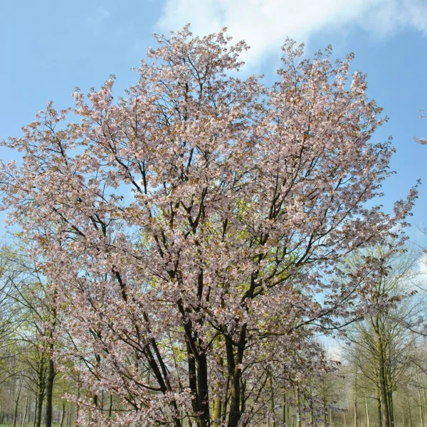 Prunus sargentii – Sargent’s cherry