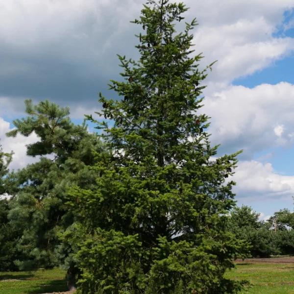 Pseudotsuga menziesii – Douglas fir