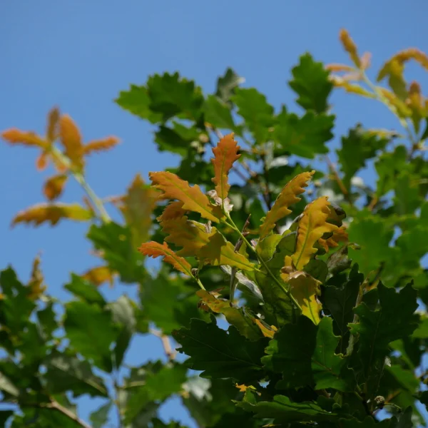 Quercus ×macdanielii HERITAGE ('Clemons') – Quercus ×macdanielii HERITAGE ('Clemons')