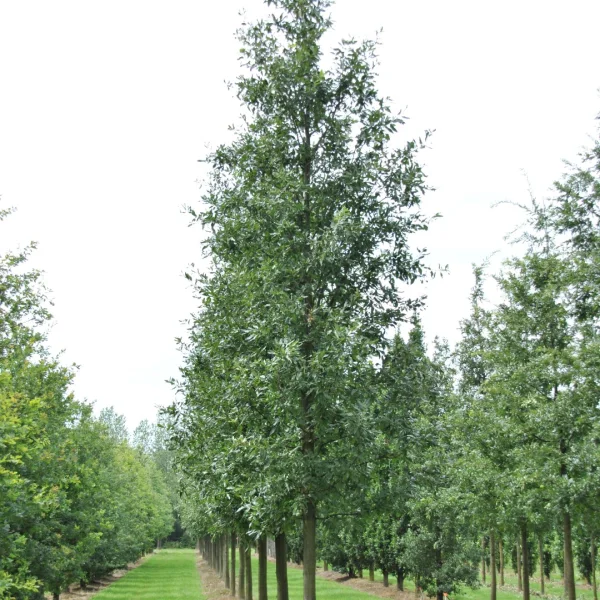 Quercus castaneifolia 'Green Spire' – Chestnut-leaved oak