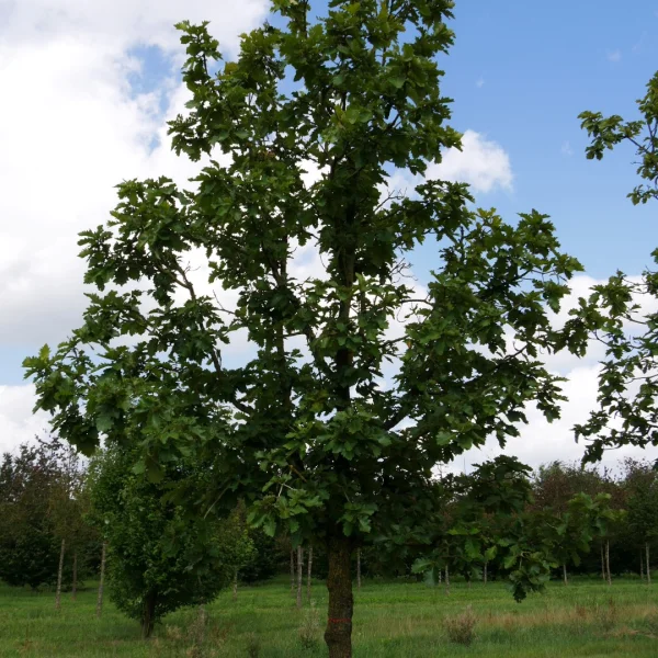 Quercus dentata 'Carl Ferris Miller' – Quercus dentata 'Carl Ferris Miller'