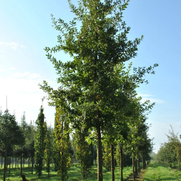 Quercus ×hispanica 'Ambrozyana' – Quercus ×hispanica 'Ambrozyana'