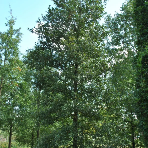 Quercus ×hispanica 'Wageningen' – Quercus ×hispanica 'Wageningen'