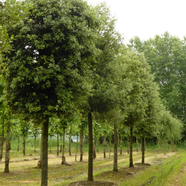 Quercus ilex – Holm oak, Holly oak, Evergreen oak