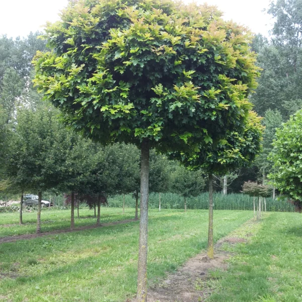 Quercus palustris 'Green Dwarf' – Quercus palustris 'Green Dwarf'