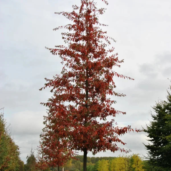Quercus palustris TREEVOLUTION® 'Woodside Splendor' – Quercus palustris 'Woodside Splendor'