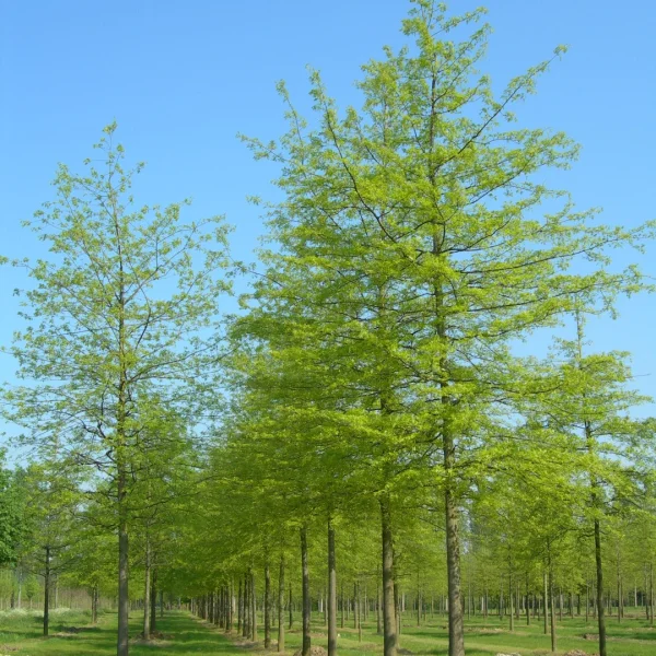 Quercus palustris – Pin oak, Swamp oak