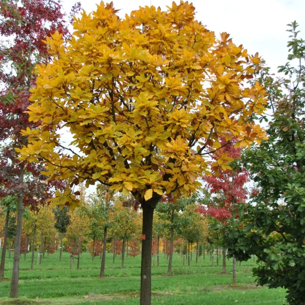 Quercus pontica – Armenian oak, Pontine oak