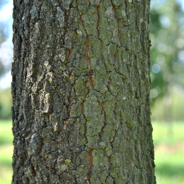 Quercus pubescens – Downy oak, White oak