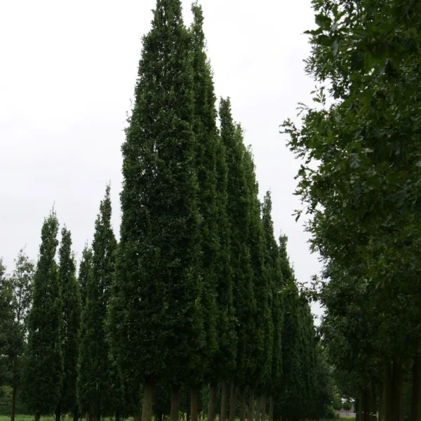 Quercus robur 'Fastigiata v.d.Berk' – Quercus robur 'Fastigiata v.d.Berk'