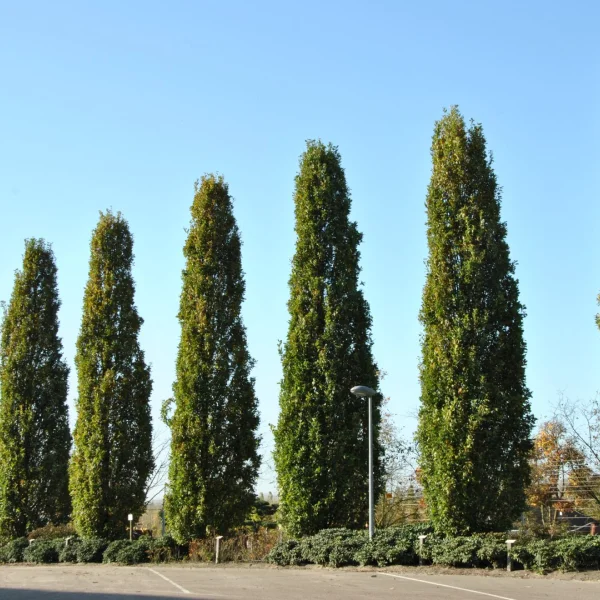 Quercus robur 'Fastigiate Koster' – Cypress oak, Pyramid oak