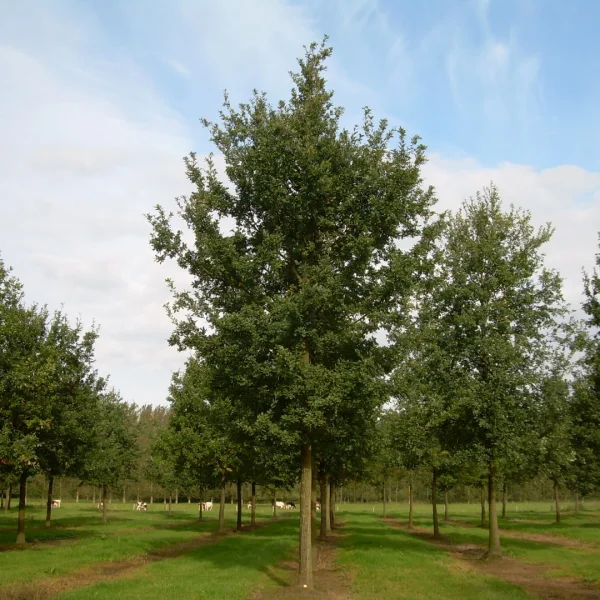 Quercus robur – Common oak, English oak, Pedunculate oak