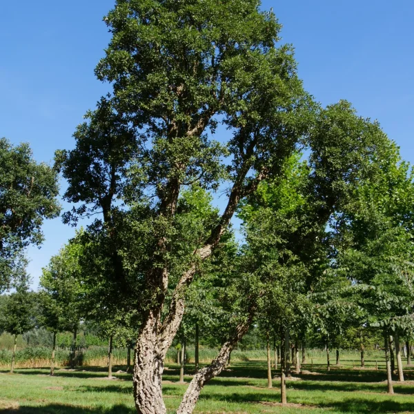 Quercus suber – Cork oak