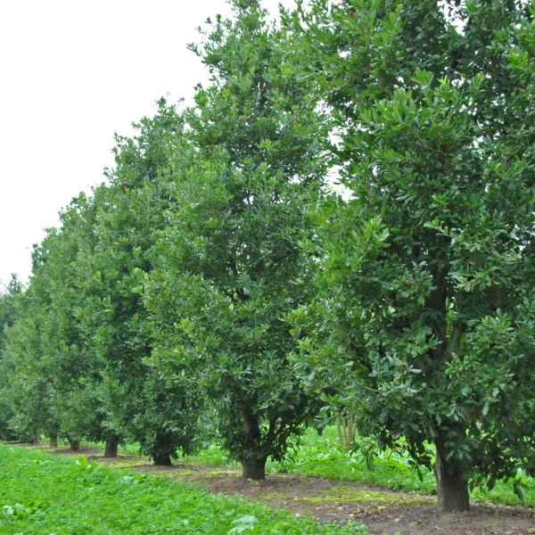 Quercus ×turneri 'Pseudoturneri' – Turner's oak