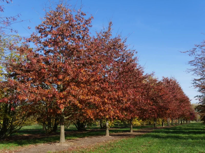 Quercus Palustris-241
