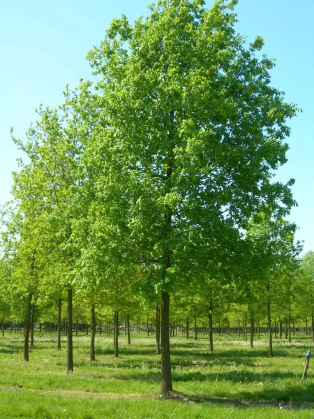 Quercus Robur 2