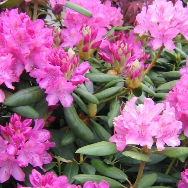 Rhododendron 'English Roseum' – Rhododendron 'English Roseum'