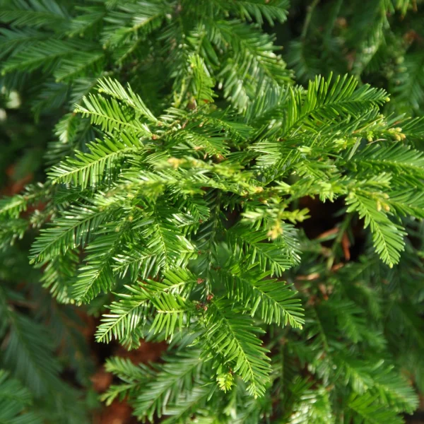 Sequoia sempervirens – Redwood, Coastal redwood