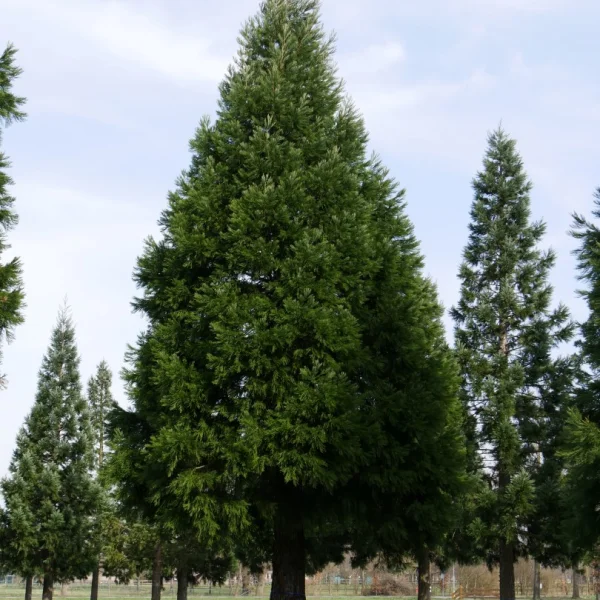 Sequoiadendron giganteum – Big tree, Giant Sequoia, Sierra redwood, Wellingtonia