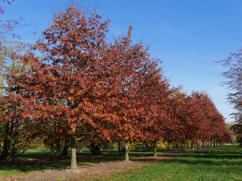 Speelboom Quercus Palustris