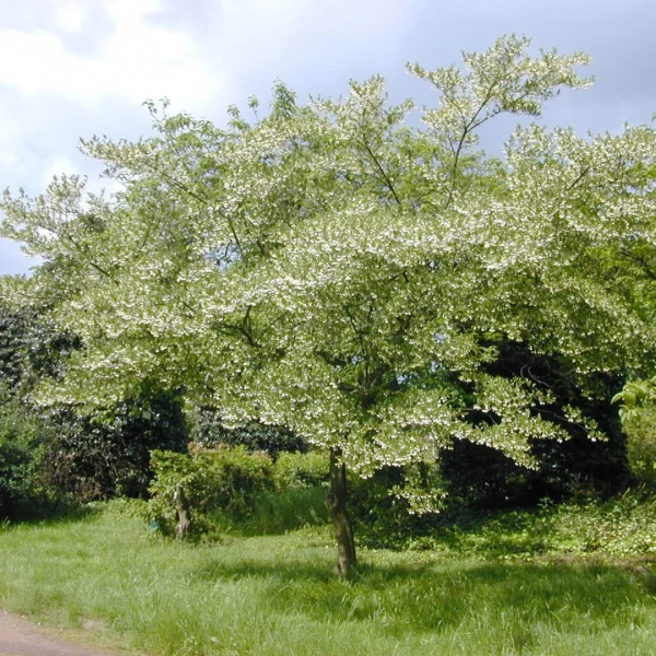 Styrax japonicus – Japanese snowbell, Snowbell tree