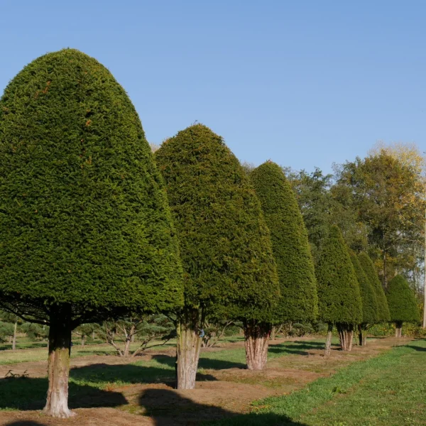Taxus baccata – Common Yew, English Yew