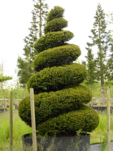 Taxus Baccata 11