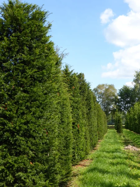 Taxus Baccata 12