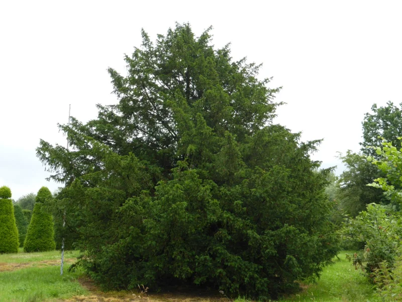 Taxus Baccata 15