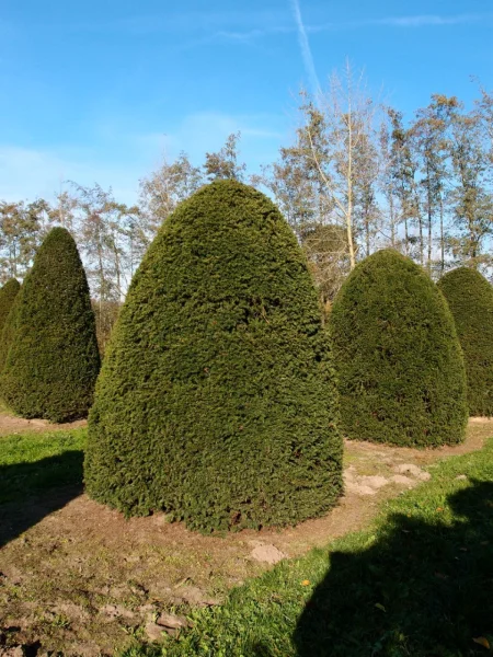Taxus Baccata 17