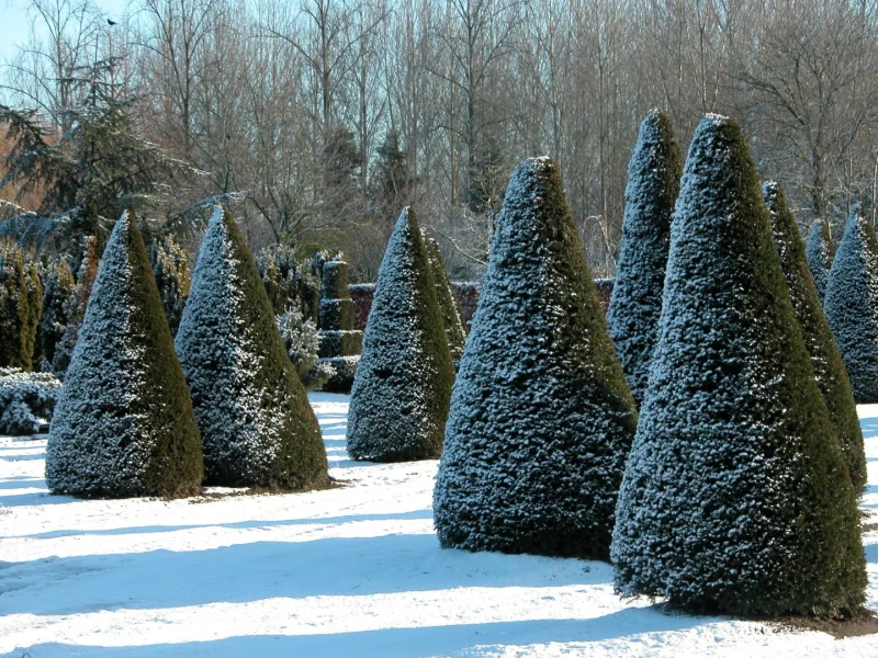 Taxus Baccata 18