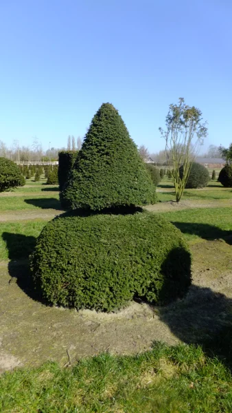 Taxus Baccata 21