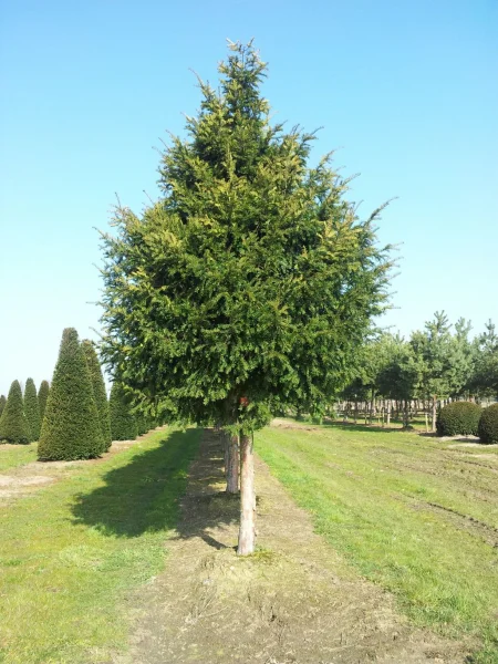 Taxus Baccata 6