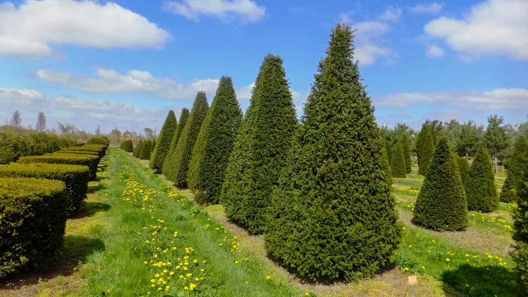 Taxus Baccata 9
