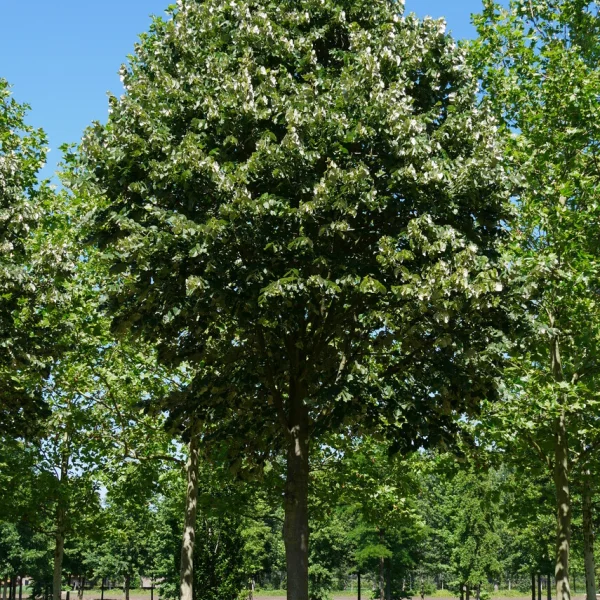 Tilia tomentosa – Silver linden, European white lime