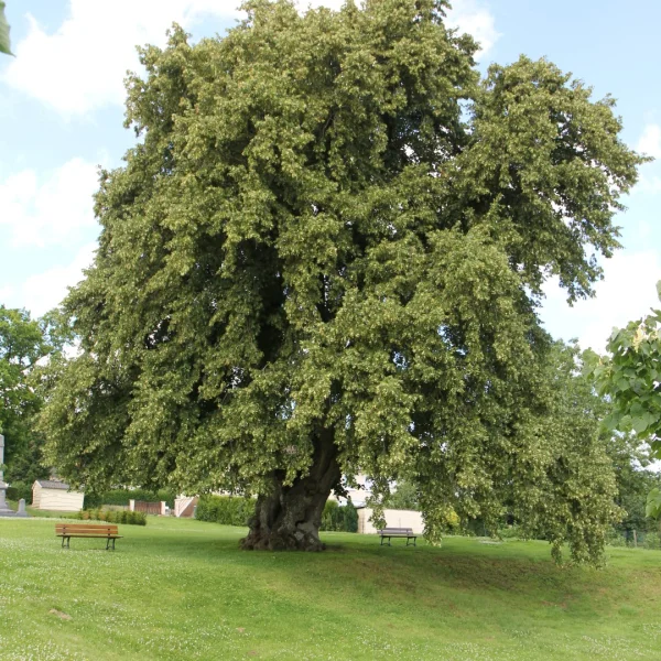 Tilia cordata – Small-leaved linden, European linden