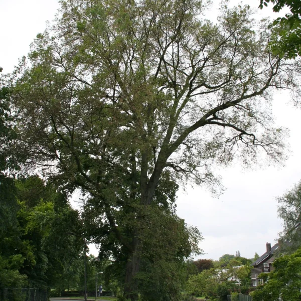 Ulmus laevis – European white elm, Fluttering elm, Russian elm