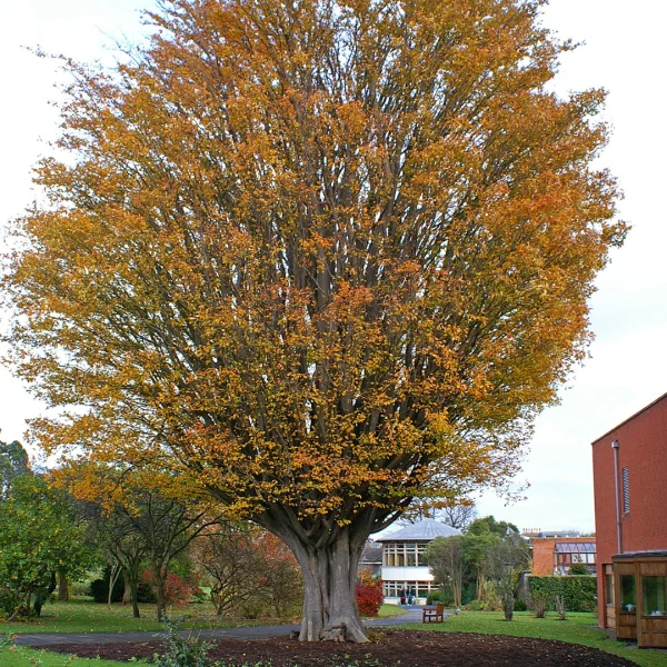 Zelkova carpinifolia – Caucasian elm