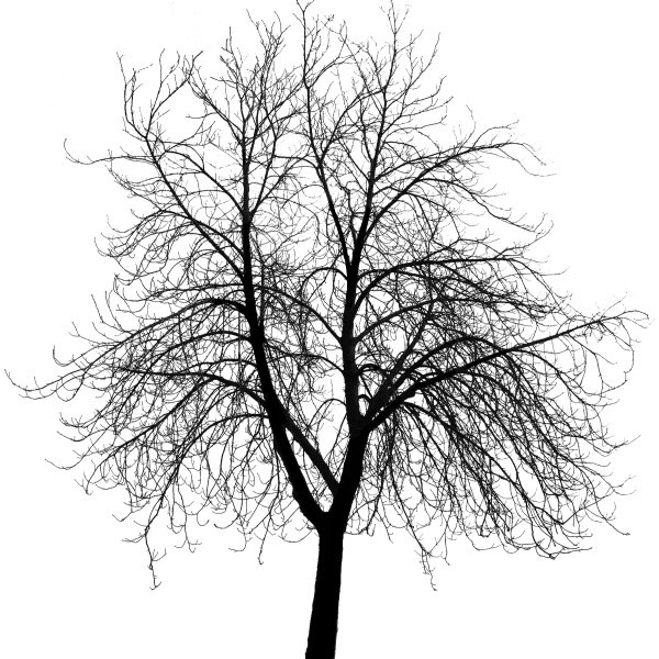Luma apiculata – Luma apiculata